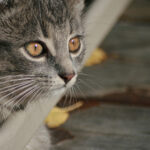 2018年全年福彩开奖结果完整回顾 6pt4lx60