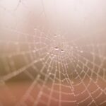 3D直播平台:开启沉浸式互动体验新纪元 gb1w5zbo7n