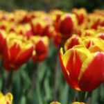 2018瑞典世乒赛全程直播精彩对决不容错过 kbr44boze6