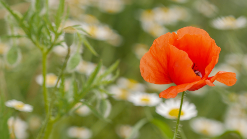 2019足协杯完整赛程及实时直播观看指南 2019足协杯完整赛程及实时直播观看指南