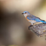 3D模拟开奖器:真实还原开奖现场互动体验 vo9r5lhi9